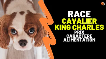 Quand pousse les poils du Cavalier King Charles ?