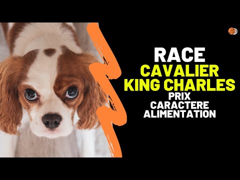 Vidéo: Race De Chien Cavalier King Charles Spaniel Hypoallergénique, Santé Et Durée De Vie