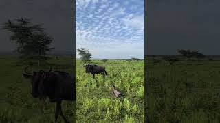 A newborn wildebeest calf finding its feet in the Maswa Game Reserve!