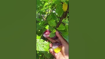 Thumbnail of Plum Fruit #plumtree #picking #plum #shorts