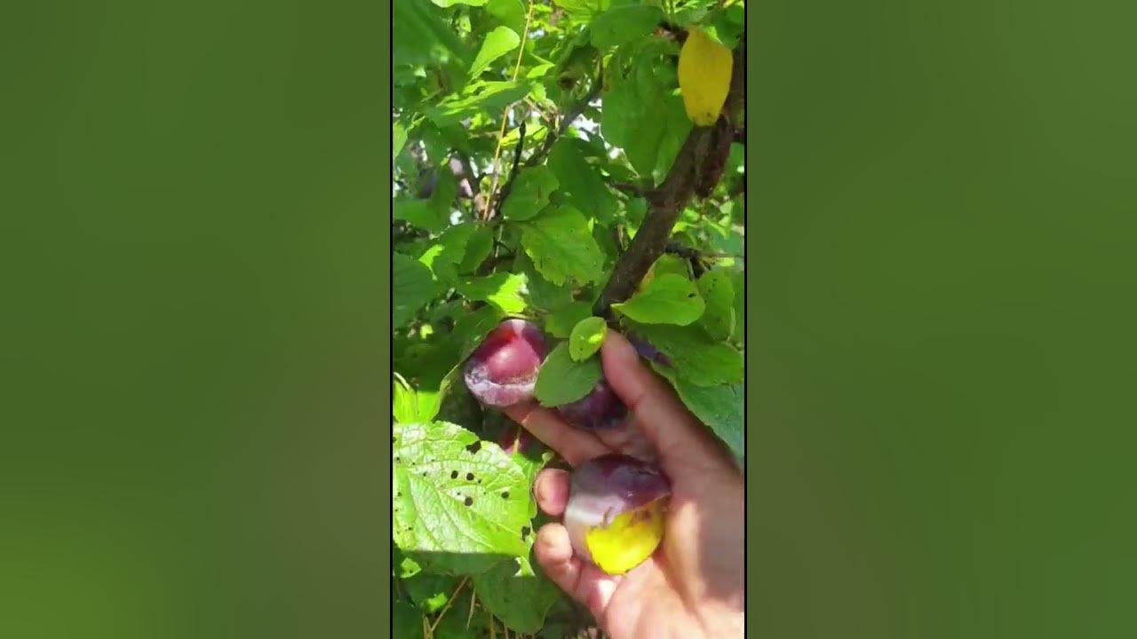 Plum Fruit #plumtree #picking #plum #shorts Plum Fruit #plumtree #picking #plum #shorts