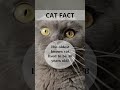 DidYouNo? #fact #facts #didyouknow #youtubeshorts #cat #cats #shorts