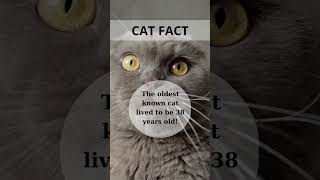 DidYouNo? #fact #facts #didyouknow #youtubeshorts #cat #cats #shorts