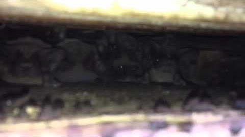 Bats in a Gable Vent in Atlanta