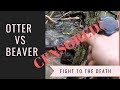 Beaver vs Otter - Deathmatch!