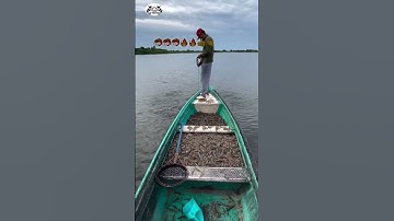 Chài tôm giữa sông – Một phát dính đầy ghe!   #reels #shortvideo #trending