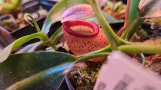 Nepenthes: May Start 2024