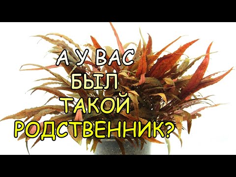 Video: Krásná Cryptocoryne Twyteza