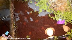 Saike Na Yume Youtube