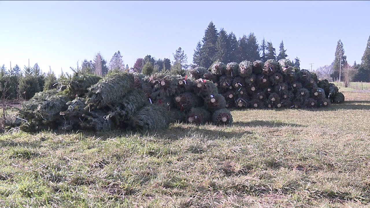 Christmas Tree Farms Prepare for Busy Season - YouTube