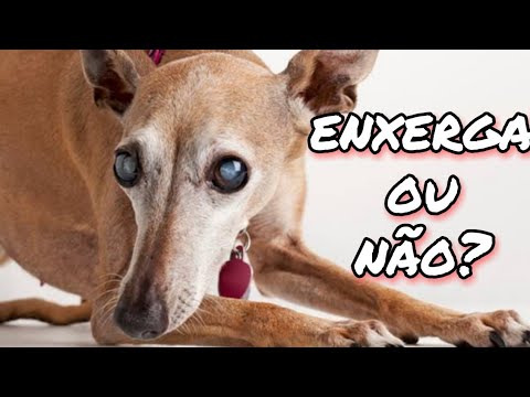 Vídeo: Quando seu cão fica cego