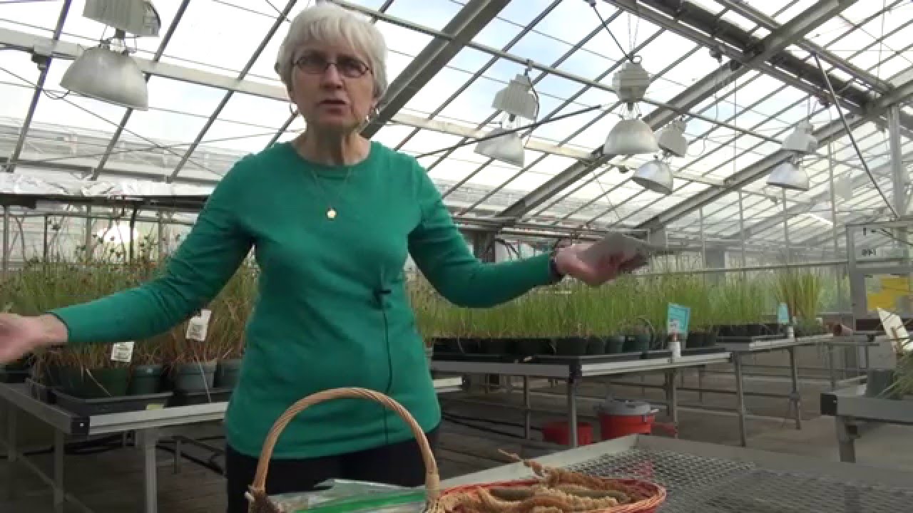 Peggy Lemaux Speaks about Millet | UC Berkeley | Berkeley Advanced Media Institute
