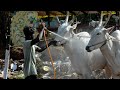 Marave narayanappa oxen in ghati cattle fair