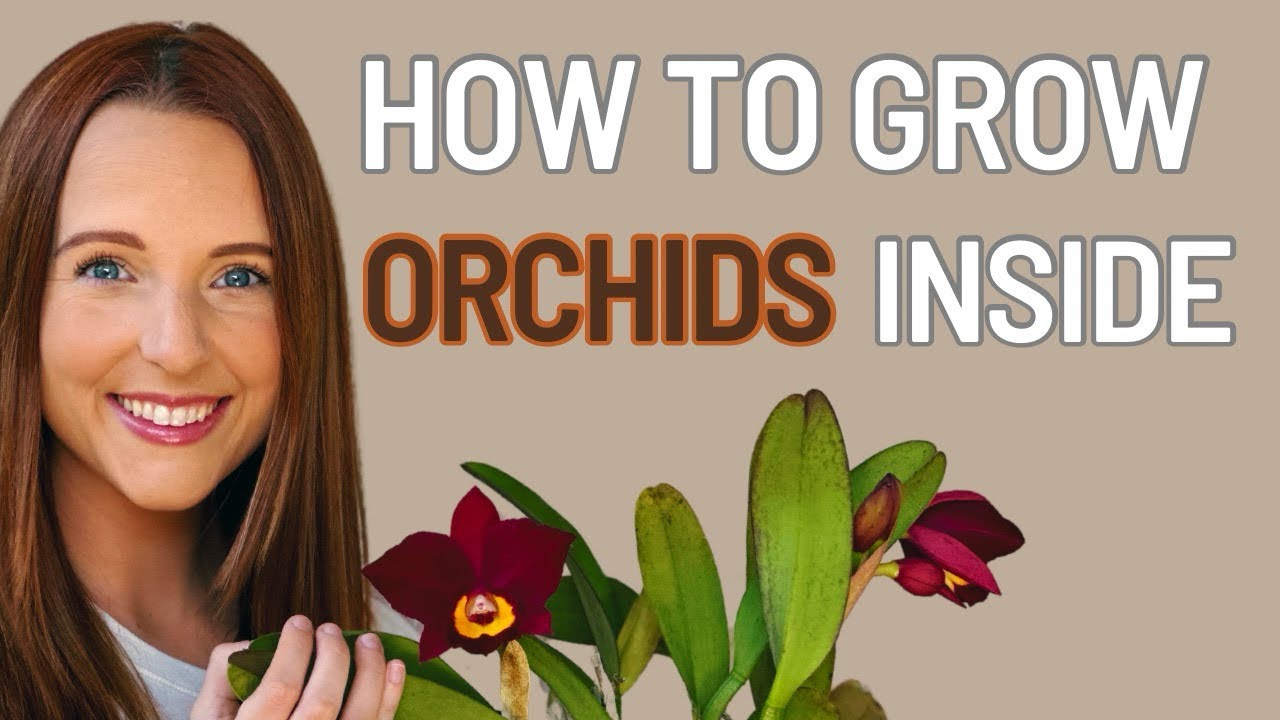 how-to-grow-orchids-inside-a-guide-for-beginners-youtube