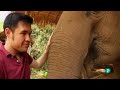 El café más caro, del excremento de Elefante