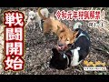 【猪猟】令和元年！狩猟解禁！戦闘開始！（閲覧注意）