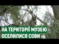 На території Миколаївського краєзнавчого музею оселилася пара вухатих сов