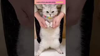 Look at that adorable belly  #shorts #cat #bellydance #Hilarious Cat Moments #Funny Cat Videos