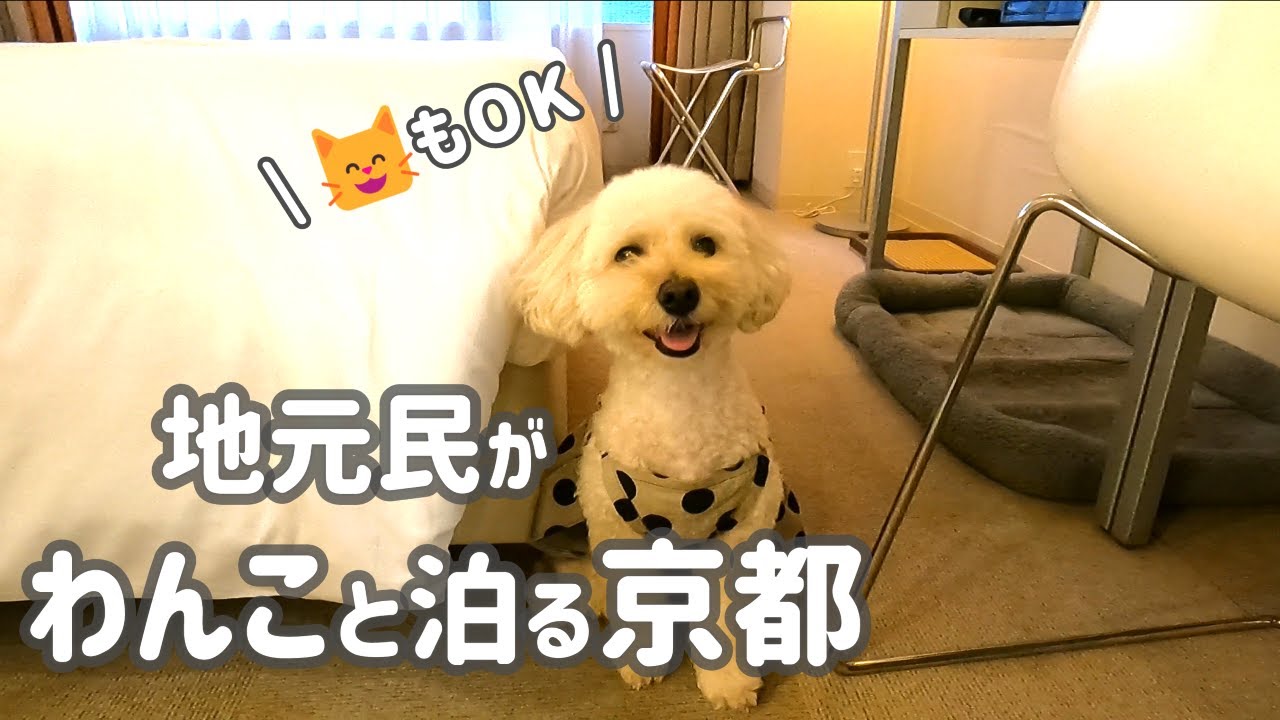 京都🐶シタディーン京都五条烏丸 / ペットOKのホテルでお手頃に宿泊してきました  / 楽仙楼 京都グルメ