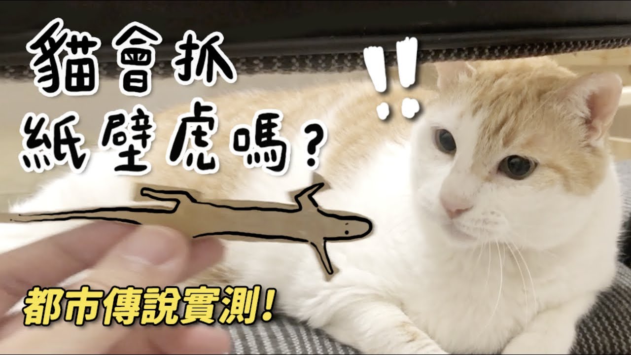 【黃阿瑪的後宮生活】貓會抓紙壁虎嗎？都市傳說實測！