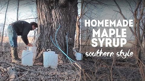 Southern Maple Syrup: Collecting Sap and Boiling It Down