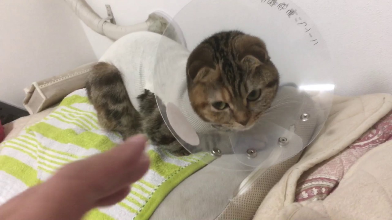 猫 避妊 手術 傷口 開い た