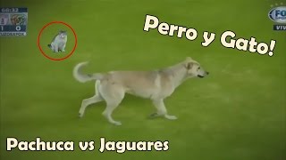 Se Meten Perro y un Gato en Partido Pachuca vs Jaguares