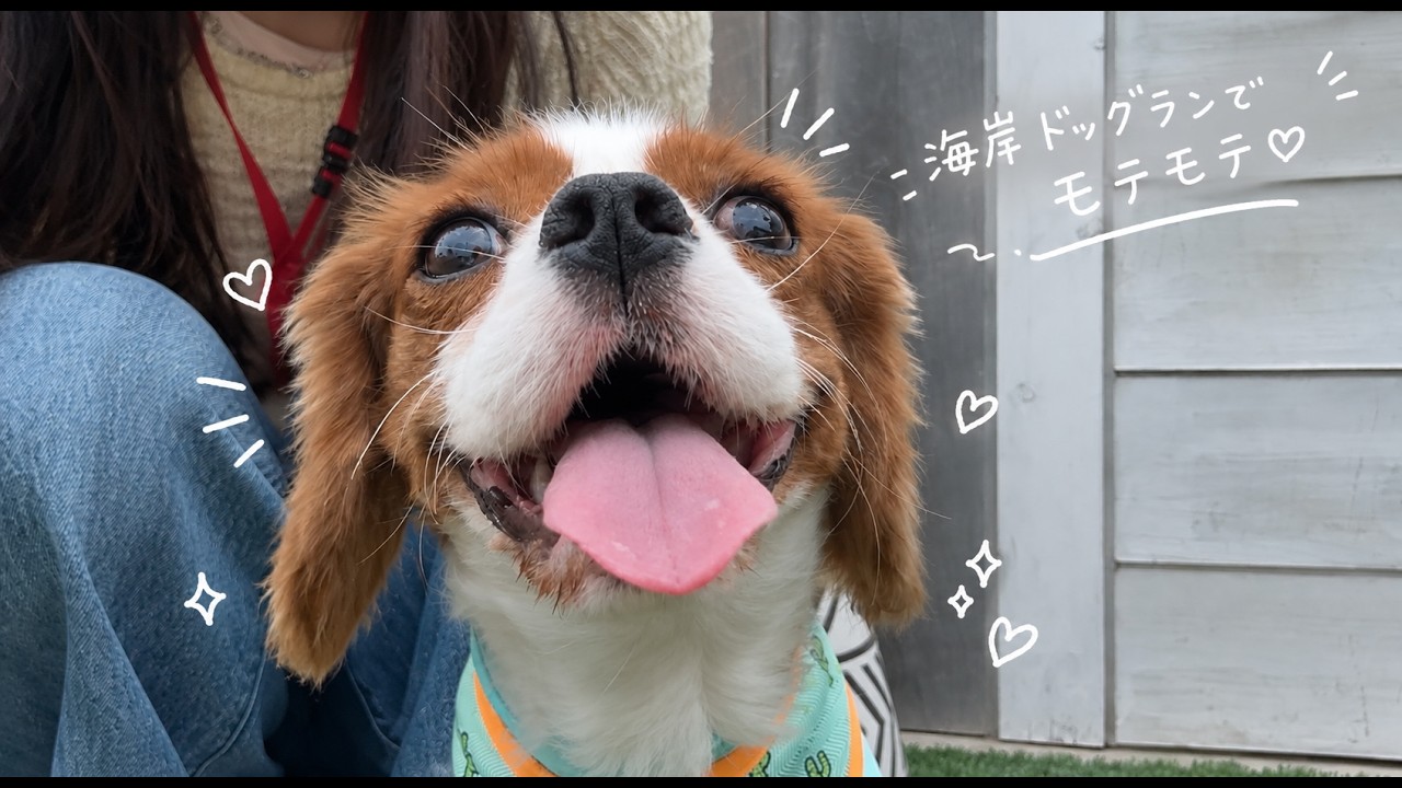 海風浴びる犬｜キャバリアキングチャールズスパニエル - YouTube