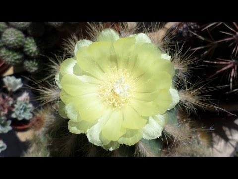 Video: Golden Star Cactus Care – Growing A Parodia Golden Star Plant