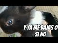 Nuevo Kikiriki 🐓 y separadores (PARTE 2) gallos miniatura