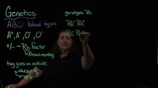 Genetics-Rh factor