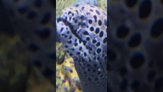 Moray Eels At Ripley's Aquarium In The Smokies! #ripleysaquarium #gatlinburg #pigeonforge