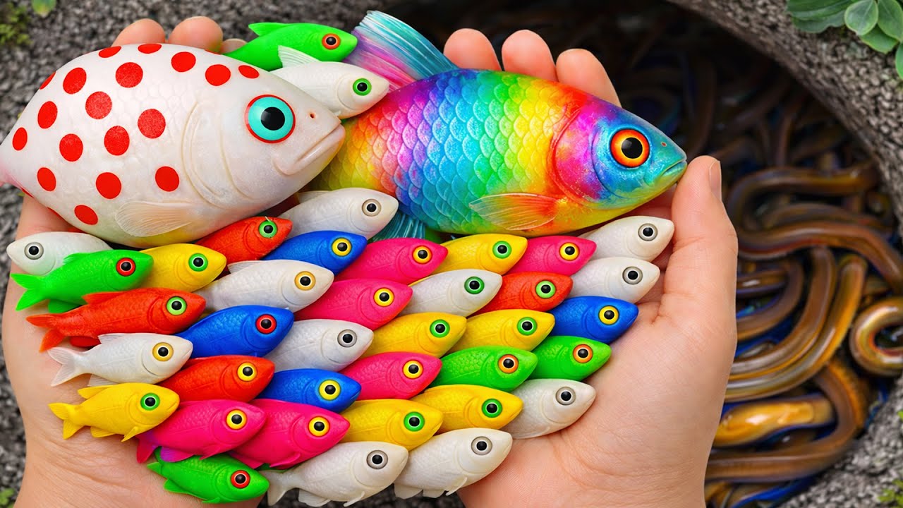 Catch beautiful aquarium fish in small pond baby turtles, eel, goby, pencil fish, guppies, nemo fish