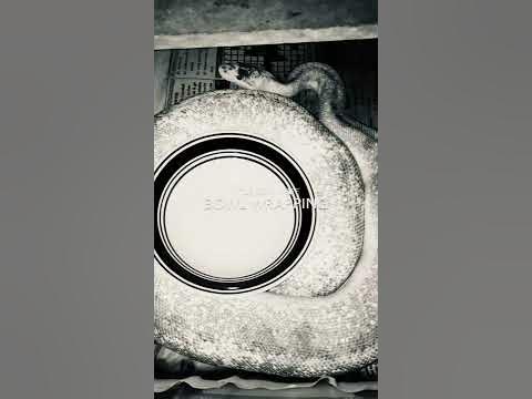 Ball python wrapping around bowl #shorts - YouTube