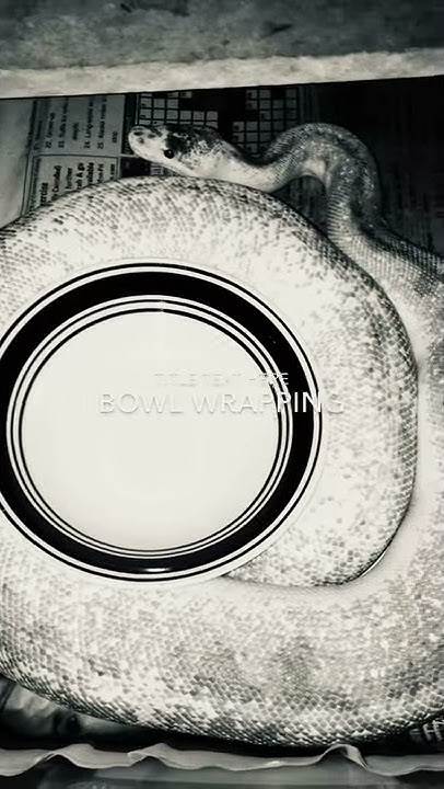 Ball python wrapping around bowl #shorts - YouTube