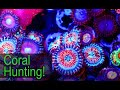 Coral Hunting At Reefapalooza Orlando