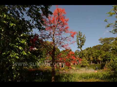 Lagu Anak-Anak "Lihat Kebunku"