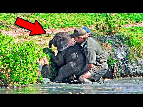 Man Saves Drowning Baby Elephant, Then The Herd Does The Unexpected