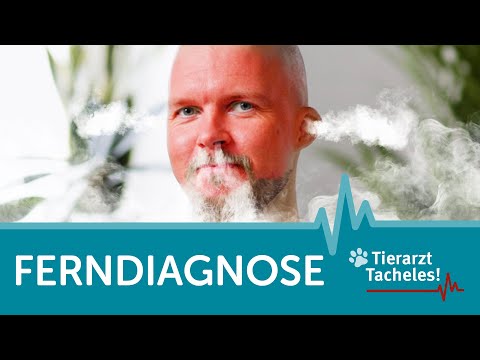 Ferndiagnosen? Nein! | Tierarzt Tacheles mit Sebastian Goßmann-Jonigkeit