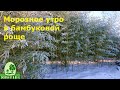 Морозное утро в бамбуковой роще