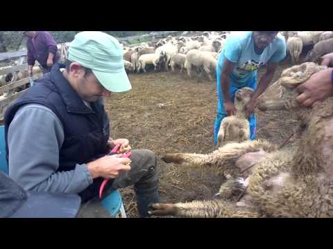 Veterinar in Romania  9