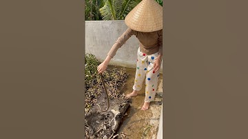 Cô gái bắt rắn cap nia - con rắn kỳ lạ #rắn #côgai #capnia