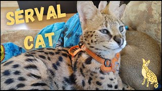 Serval Cat Pet I Characteristics And Vital Stats I Meet Caspian And Harlem by CutieCats 679 views 3 years ago 3 minutes, 16 seconds