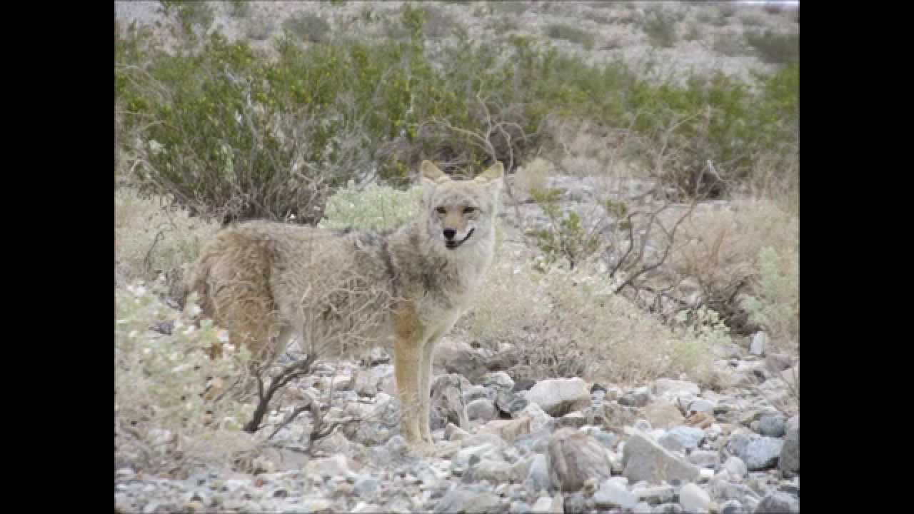 Farrah Fawcett Hair and Safe and Sound - Capital Cities