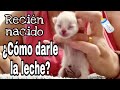 ¿Cómo dar leche a un gato recién nacido? 🍼🍼