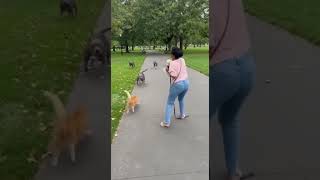 Brave Cat Saves Puppy From 6 Aggressive Wild Dogs