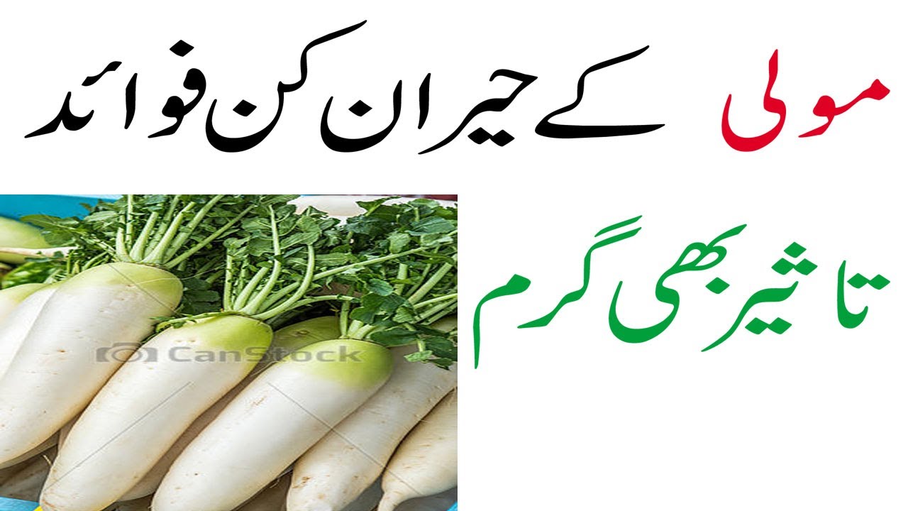 mooli kay faiday  or uski taseer |Hikmat o Marfat