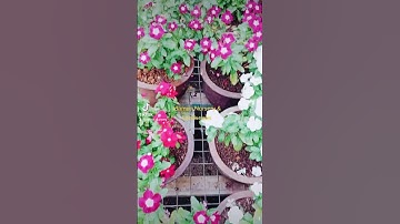Vinca Idaman Nursery & Landscape @idamaneksklusif2510