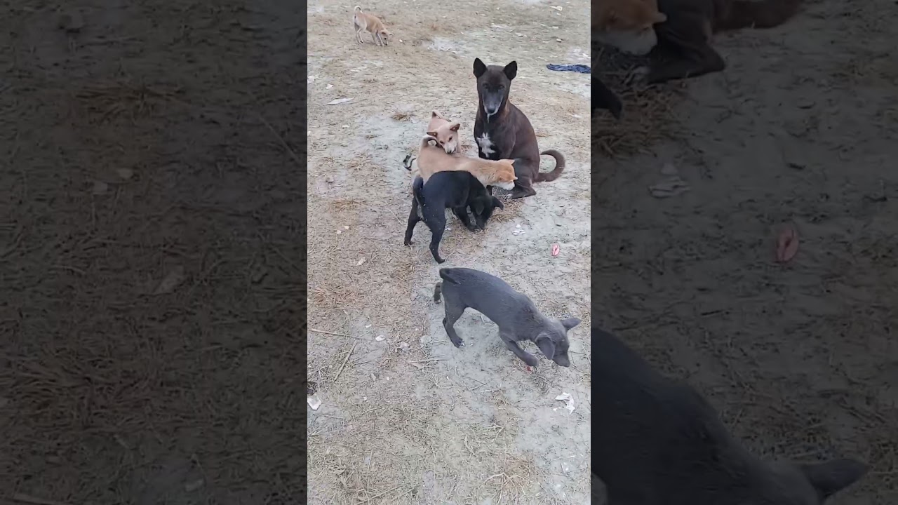 Dog Family red or black 