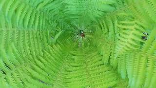 Beautiful ferns #nature #ferns #fernsancientplants #beautifulplants by Fantastic variety of nature 22 views 8 days ago 42 seconds